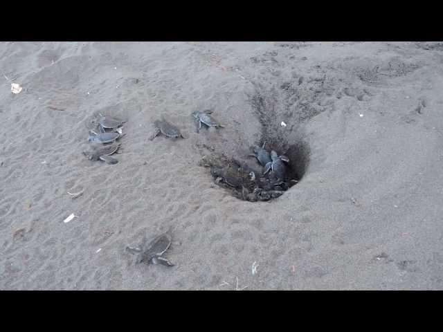 Schlüpfen der Meeresschildkröten am Strand I - Costa Rica