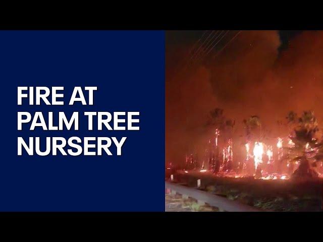 Arizona palm tree nursery goes up in flames