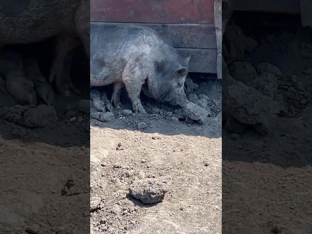 #свиньи #свинарник #свинтус