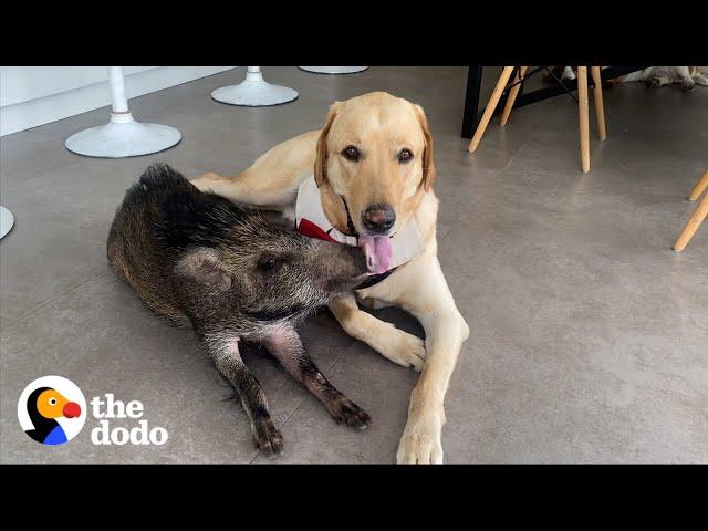 2-pound Wild Boar Grows Up Believing She's a Puppy | The Dodo Odd Couples