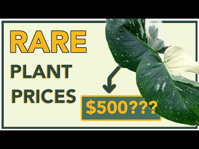 Why Are RARE PLANTS SO Expensive? | Exotic Tropical Houseplants