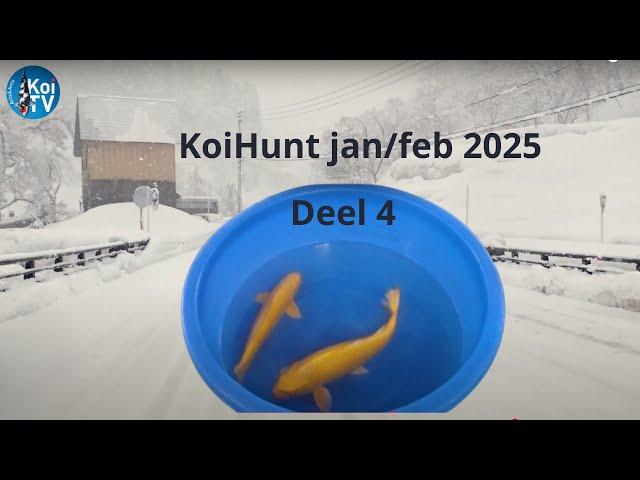 KoiHunt jan/feb 2025 deel 4 | Ooya- Izumiya- Marusaka- evenement