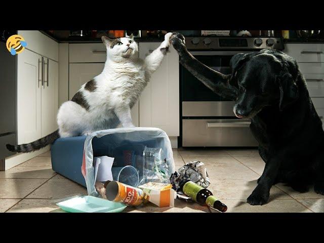  Viva the mess!  Funny video with dogs, cats and kittens! 