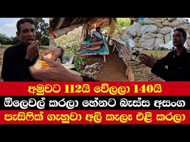 අමුවට 112යි වේලලා 140යි | ඕලෙවල් කරලා හේනට බැස්සා | පැසිෆික් ගැහුවා අලි කැලෑ එළි කරලා