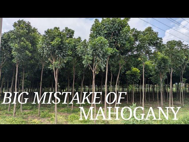 English Video | Mahogany Scam with spacing | loss in mahogany