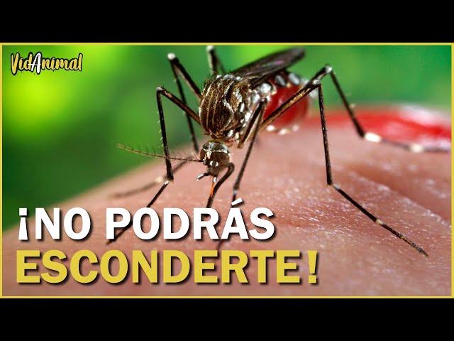 Está es la razón por la que los mosquitos te pican.