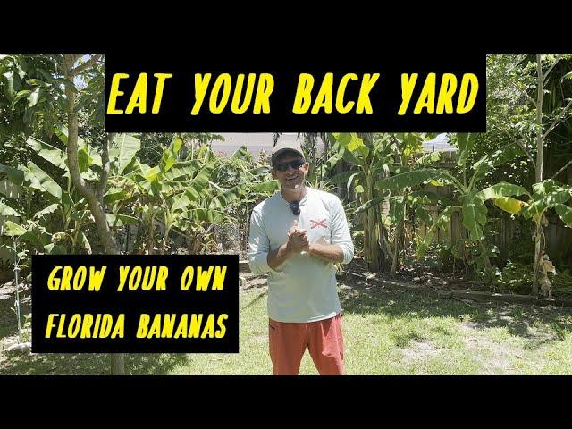 Helpful Tips for Growing Florida Bananas