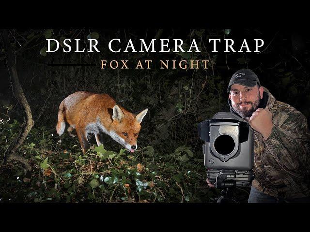 DSLR Camera Trap - Irish Wildlife Photography (Red Fox)