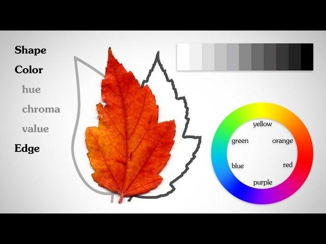 The Basic Elements - Shape Value Color Edge