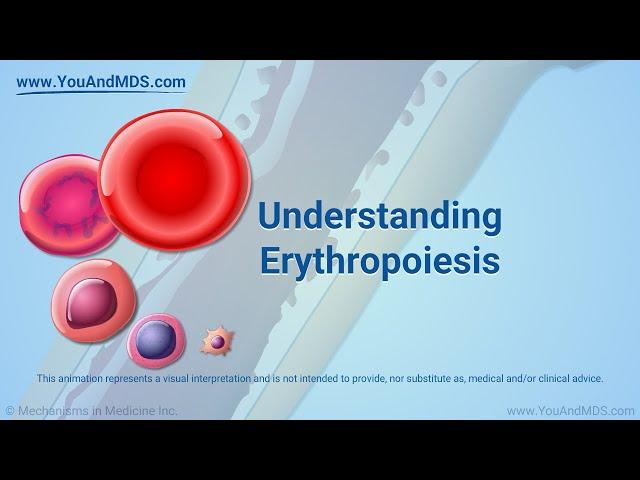 Understanding Erythropoiesis