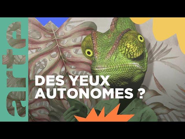 Les super pouvoirs des yeux des caméléons | ARTE Family