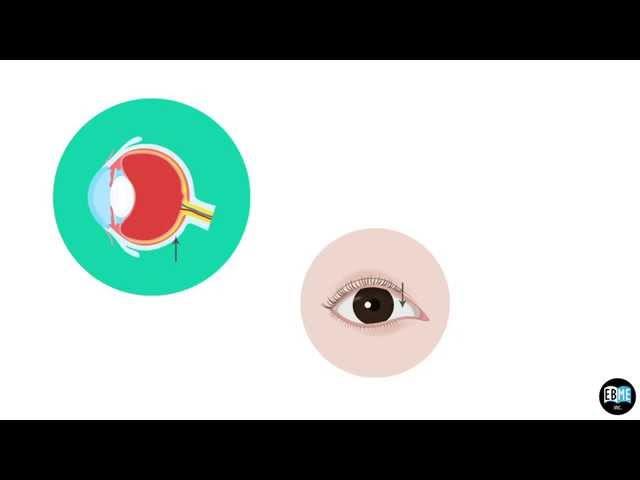 Eye Anatomy Chapter 4 : The Sclera