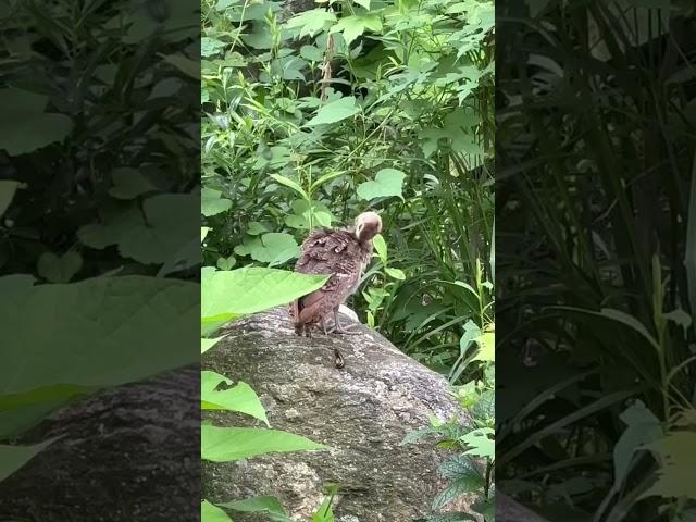 Cute Baby peacocks (peachicks) Have you ever seen this? #shorts #short #shortvideo #viralvideo