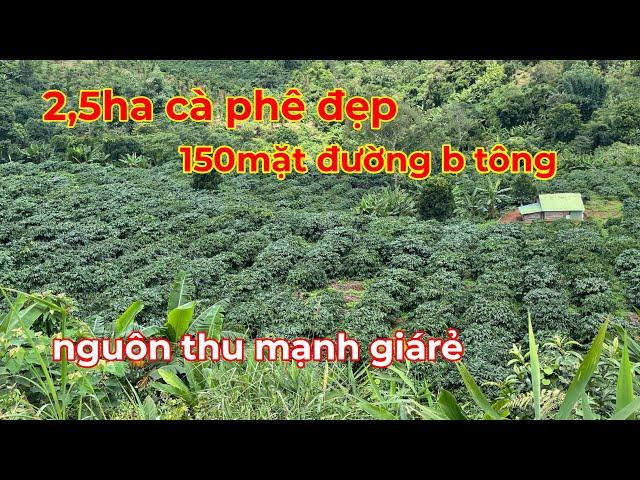 Bán 2,5ha cà phê nguồn thu mạnh,150m mặt đường bê tông gần trung tâm giá rẻ lh 0366592989