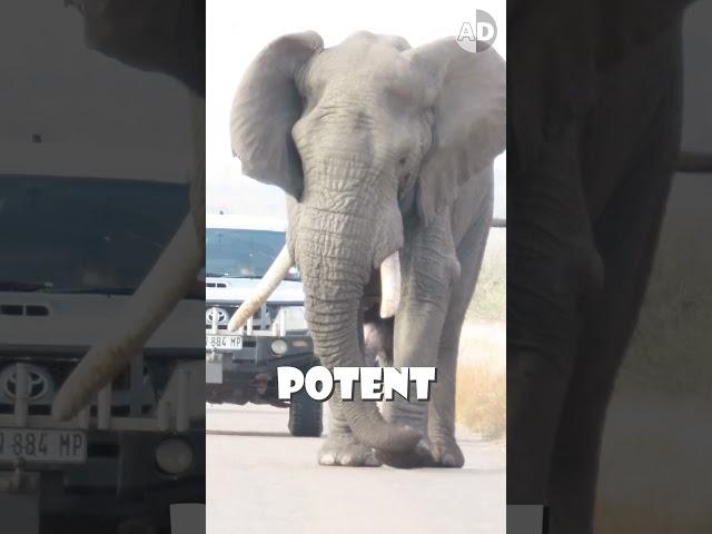 Elephant in Musth is the Most Dangerous One! #animals #africanelephant