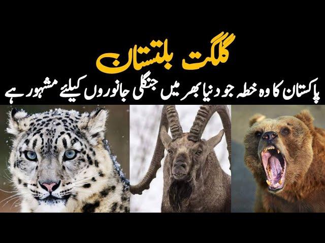 Wildlife of Gilgit Baltistan | Documentary about Wild Animals of Deosai and Khunjerab National Parks