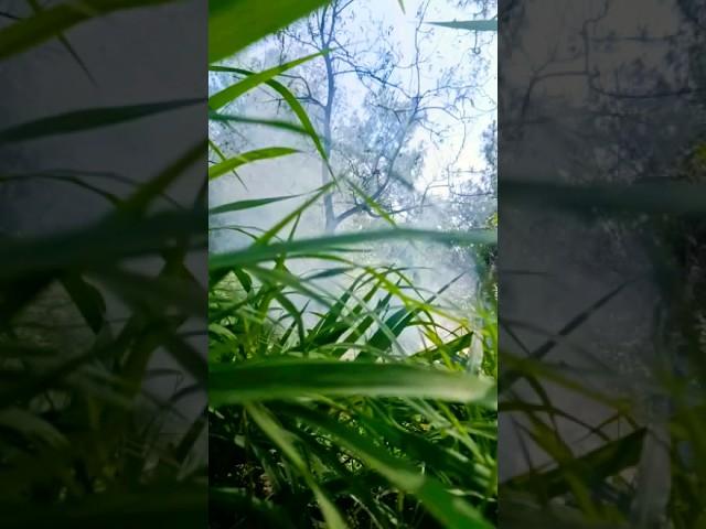 #naturalbeautyofmyhouse#rakshit himachalivlogs