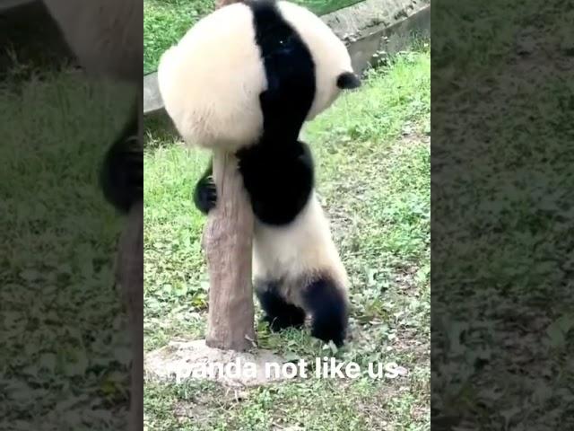 Panda not like us