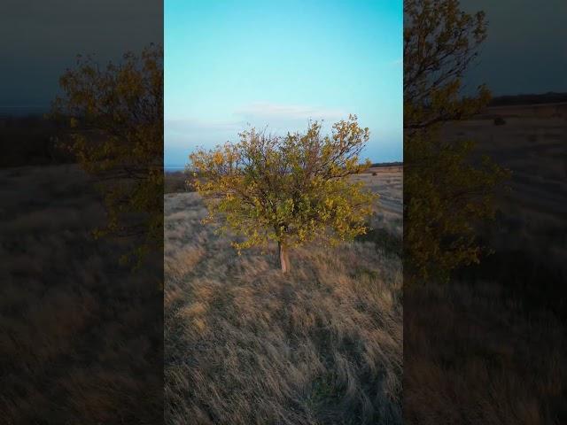 Alone tree in 4 seasons #tree  #4seasons