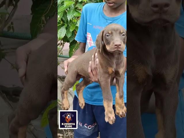 #doberman#black and tan# brown and tan#heavyquality#doberman lovers#bookingsoon#kjoshvavlog#doglove
