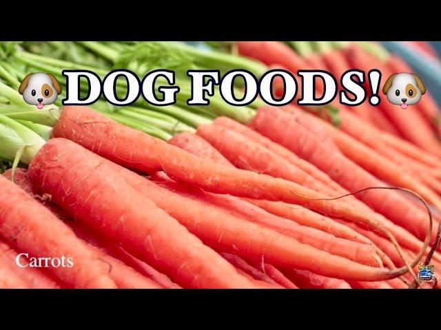 TOP 10 BEST FOODS FOR DOGS!!