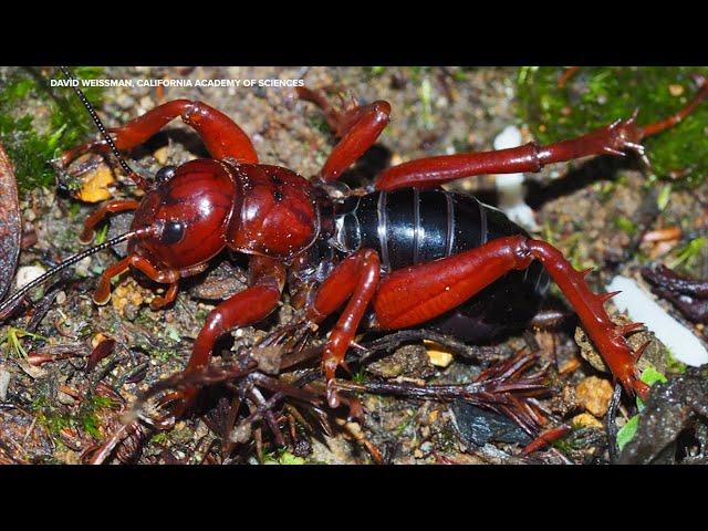 Academy of Sciences says it has discovered 138 new species from around the globe this year