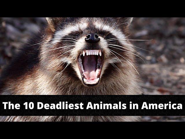 The 10 Deadliest Animals in America