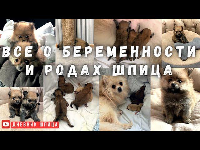 Все о беременности и родах шпица, уход за щенками