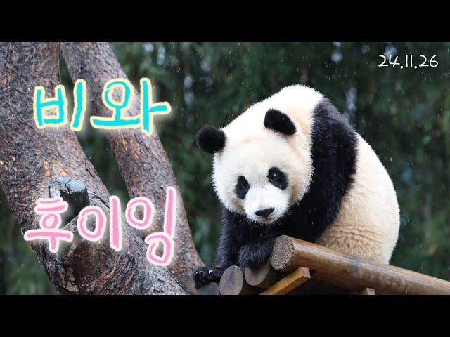 (24.11.26)비와 후이잉 #아이바오 #루이바오 #후이바오 #판다 #panda #판다월드 #에버랜드