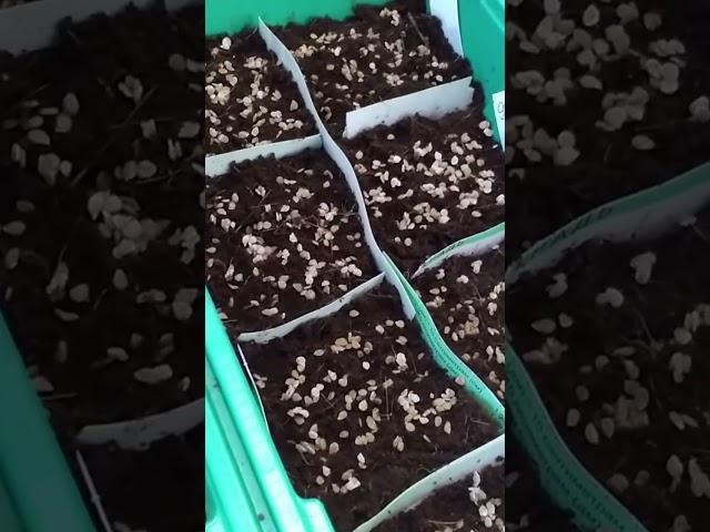 Рано сеять СЕМЕНА НЕ НУЖНО