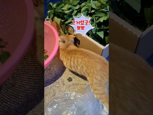 뒤끝있는 아빠와 방울이의 신경전 #시골고양이 #농부의일상 #뽀뽀냥