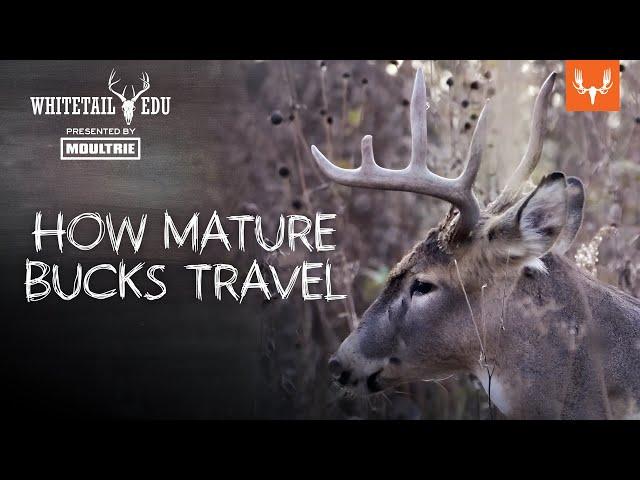 How Mature Bucks Travel | Whitetail EDU