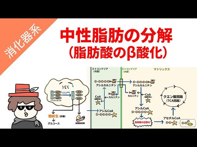 中性脂肪の分解（脂肪酸のβ酸化）