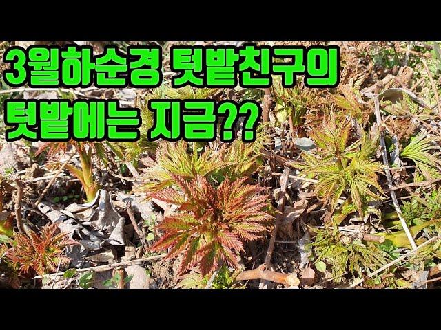 3월 텃밭친구의 텃밭(1편)--눈개승마,누리대(누룩치),어수리,섬쑥부쟁이,섬초롱꽃,두메부추,산마늘,달래,머위,개똥쑥,개소시랑개비,사상자,고들뻬기,참당귀