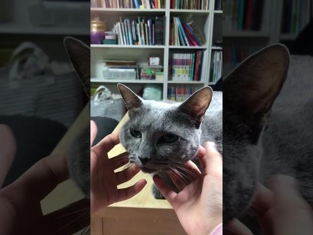 말랑 꽁떡 귀요미 냥이 만지기⭐️