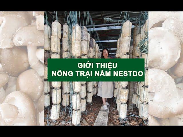 Giới thiệu Nấm Nestdo