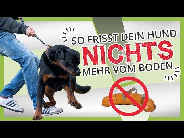 Wie Du deinem Hund beibringst nichts vom BODEN zu fressen