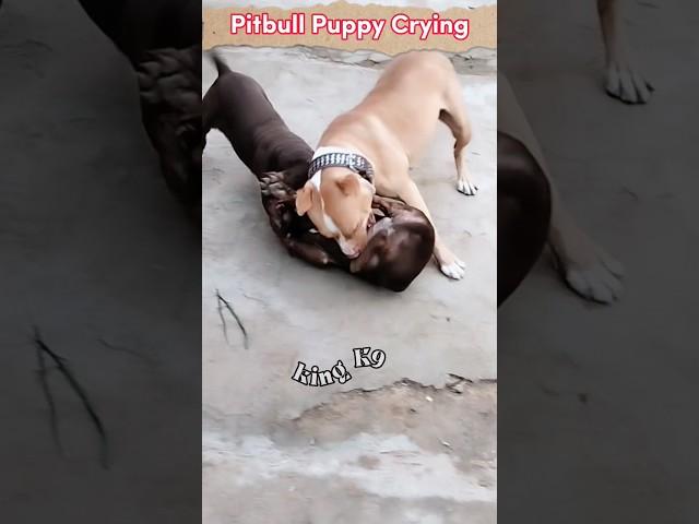 Pitbull Dog Fight Or American Bully ? #shorts #dogs #pitbull #pitbullpuppy #animals #dogslover #dog