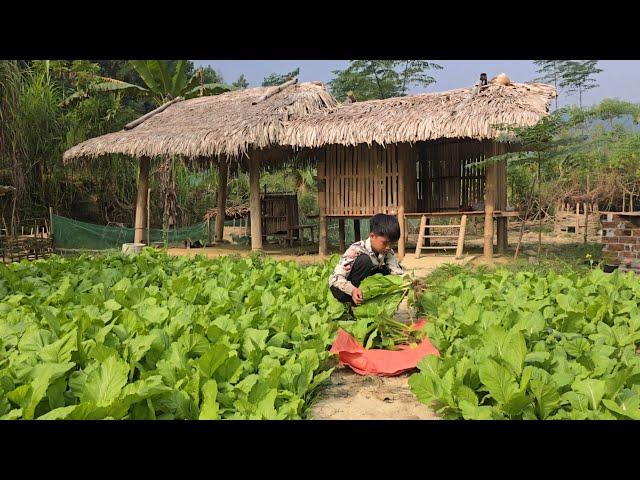 Poor boy - Harvesting mustard greens in the garden to sell - Living with nature