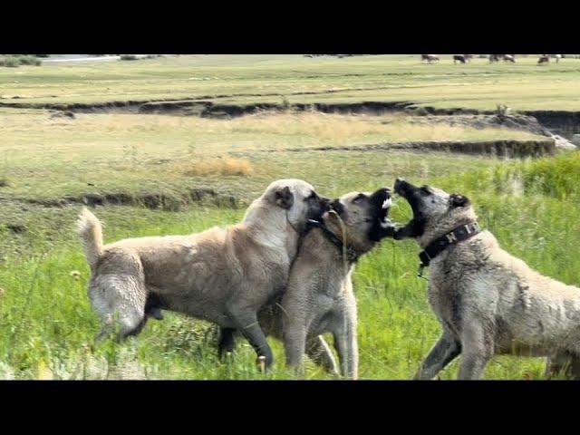 BU KÖPEKLER FENA..! ÖNCE KÜÇÜK BERAZA SONRA ZALIMA. #anadoluaslanı #kangaldog #animals