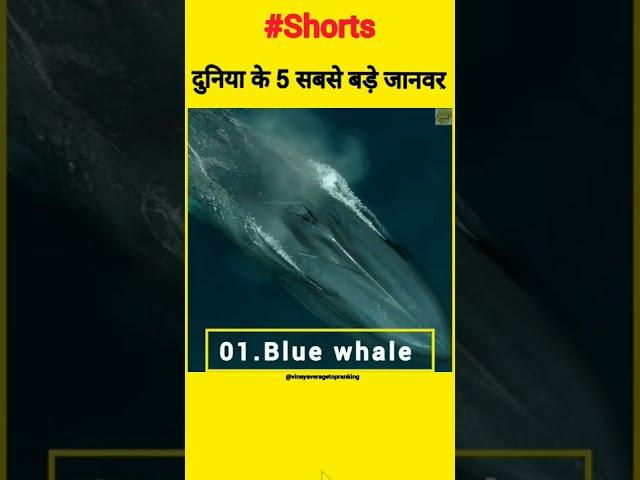 दुनिया के 5 सबसे बड़े जानवर #Shorts #Biggestanimals #VinayAveragesTopRanking #youtubeshorts