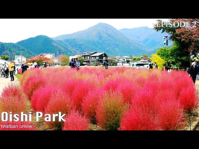 Oishi park and Kawaguchiko lake Fuji mountain at the autumn【 富士山 】【 大石公園 】| #explorejapan #大石公園 #富士山