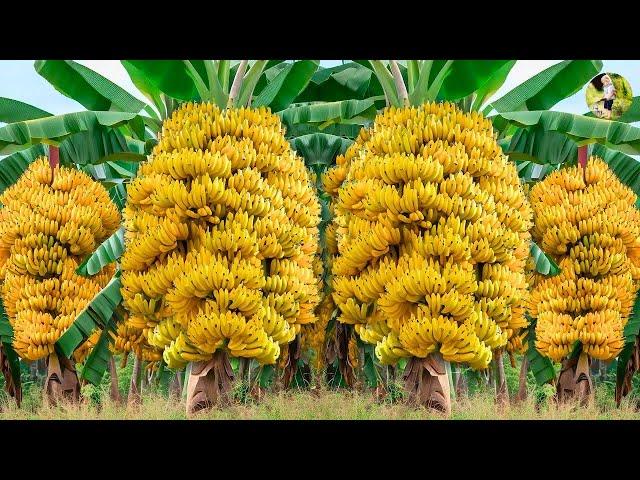 LIVE All method to grow  Banana, Lemon, Grape, Orange, Papaya, Rose etc #livestream #live