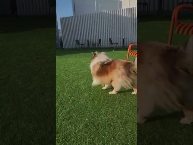 собака которую зовут Егор миранир