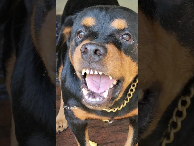 angry dog growling and barking #viral #rottweiler #angrypuppy #cutepet #dog #cat #angryanimal