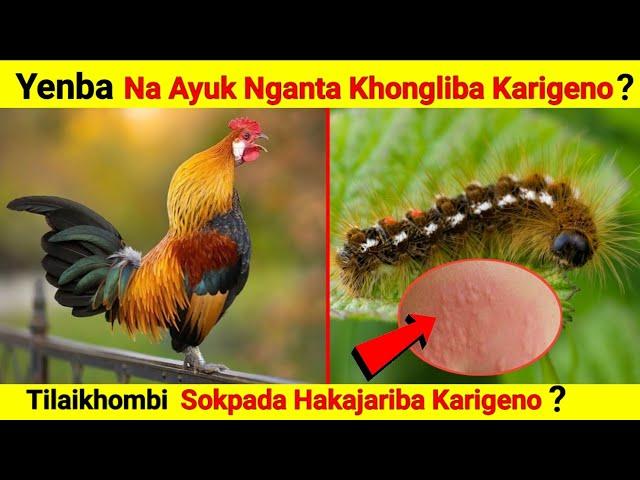 Yenbana Ayukta Anganbada Khongliba Karigeno || Tilaikhombi Sokpada Hakajariba Karigeno?