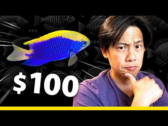 I bought a $100+ Damselfish...   (Starcki Damsel)