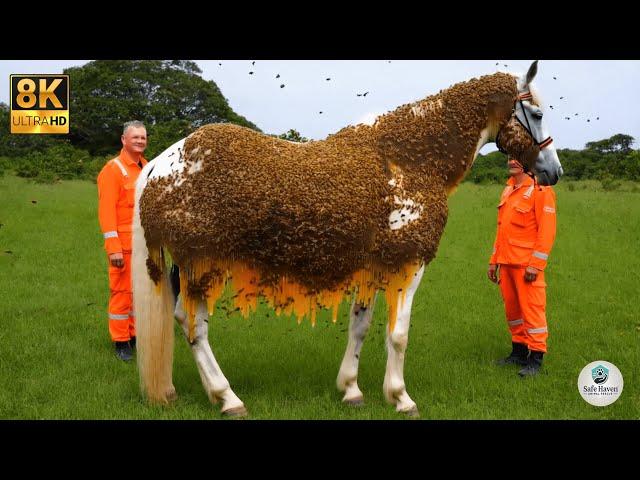 Heroic Rescue: White Horse Covered in Millions of Bees Saved by Brave Team!"  | Survival Story