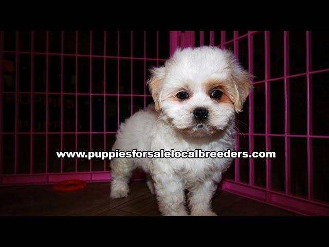 Bichon Poo, Shih Poo, Maltipoo, Cavapoo, Morkie, Puppies For Sale, Atlanta, Georgia Local Breeders