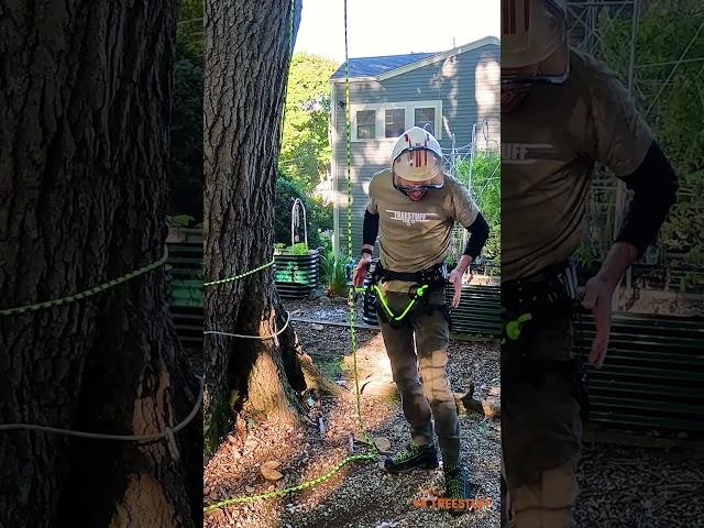 Hands-on with the Notch Catalyst Harness - TreeStuff #shorts